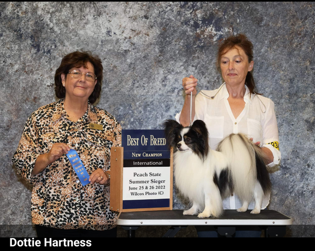 Reputable sales papillon breeders